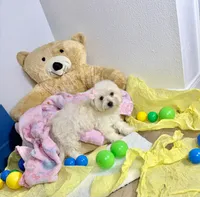 Aries , a female Maltipoo for sale in Houston, TX – 4 of 8