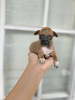Tato, a male Chihuahua for sale in Houston, TX – 4 of 4