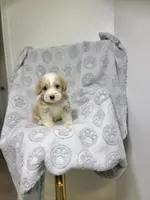 Ruben, a male Maltipoo for sale in Houston, TX – 3 of 10