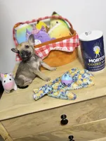 Little peanut , a male Chihuahua for sale in Houston, TX – 8 of 8