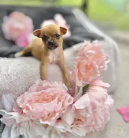 Tati, a female Chihuahua for sale in Houston, TX – 7 of 8