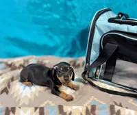 Nami, a female Miniature Dachshund for sale in Houston, TX – 3 of 7