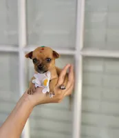 Tati, a female Chihuahua for sale in Houston, TX – 3 of 8