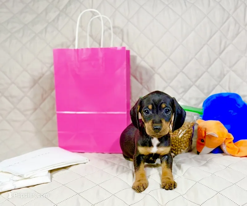 Nami – Miniature Dachshund puppy for sale in Houston, TX
