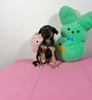 Luna, a female Chihuahua for sale in Houston, TX – 2 of 9