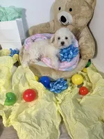 Milo, a male Poodle - Toy  for sale in Houston, TX – 3 of 9