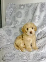 Belinda, a female Maltipoo for sale in Houston, TX – 2 of 10