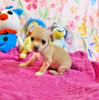 Lori, a female Chihuahua for sale in Houston, TX – 7 of 9