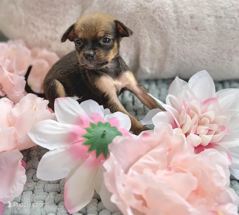 Trinity  – Chihuahua puppy for sale in Houston, TX