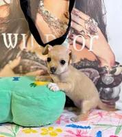 Lori, a female Chihuahua for sale in Houston, TX – 3 of 9
