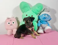 Luna, a female Chihuahua for sale in Houston, TX – 3 of 9