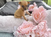 Tati, a female Chihuahua for sale in Houston, TX – 8 of 8