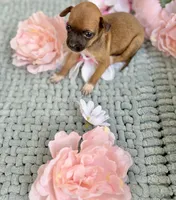 Tato, a male Chihuahua for sale in Houston, TX – 2 of 4
