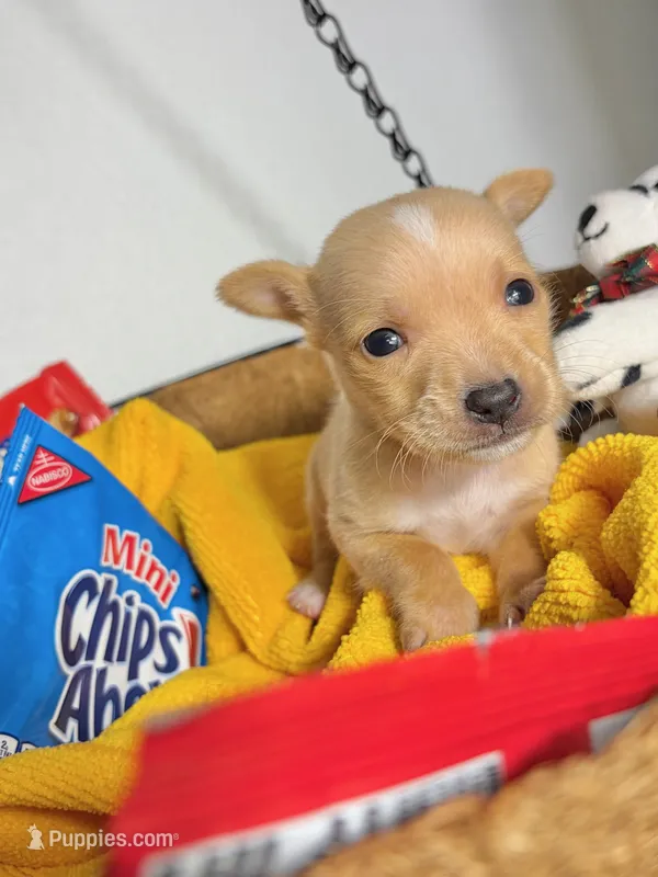 Amelia – Chihuahua puppy for sale in Houston, TX
