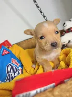Amelia, a female Chihuahua for sale in Houston, TX – 1 of 2