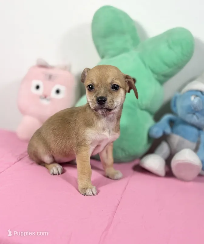 Daisy – Chihuahua puppy for sale in Houston, TX