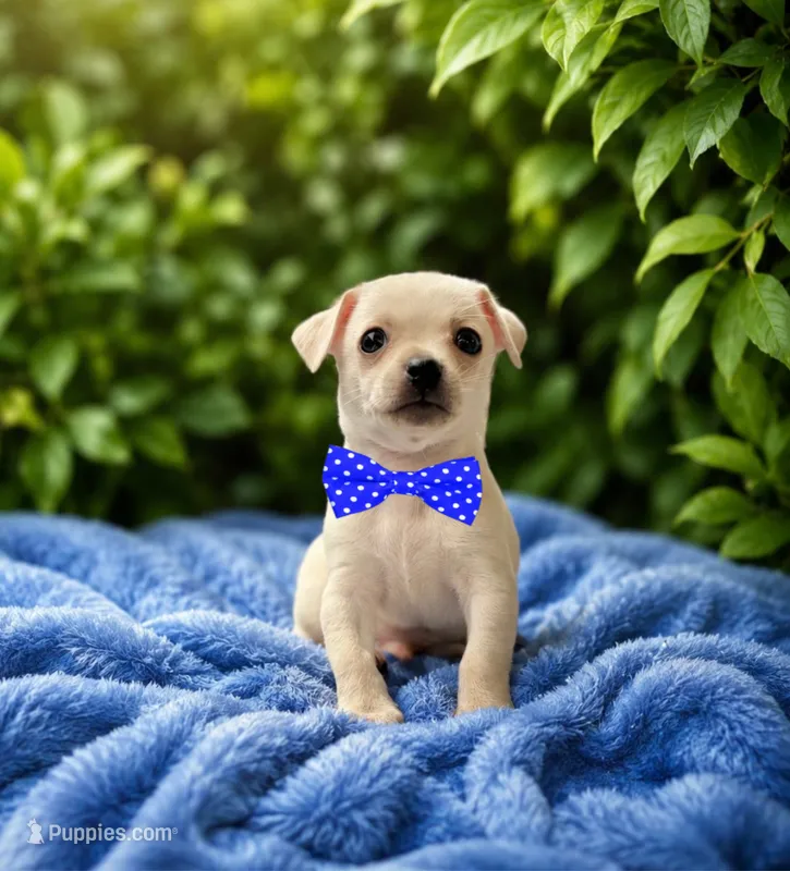 Lucky – Chihuahua puppy for sale in Houston, TX