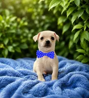 Lucky, a male Chihuahua for sale in Houston, TX – 1 of 2