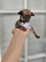 Trinity , a female Chihuahua for sale in Houston, TX – 6 of 7