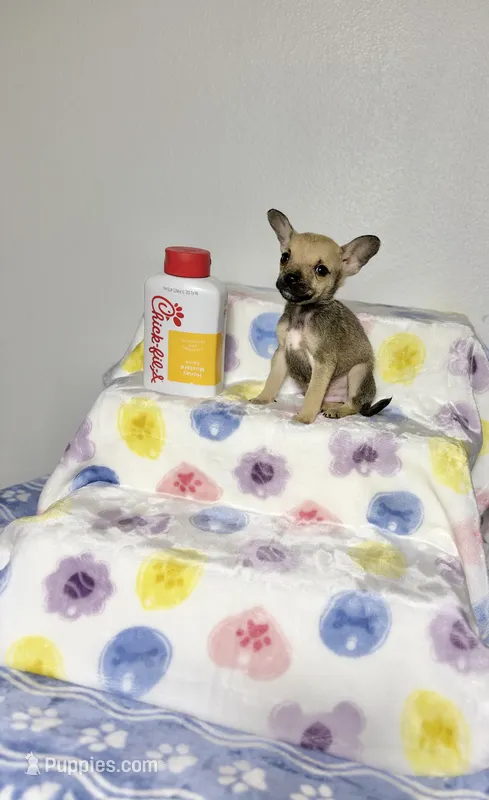 Jerry – Chihuahua puppy for sale in Houston, TX