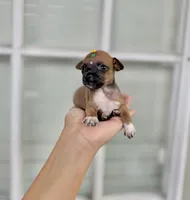 Tato, a male Chihuahua for sale in Houston, TX – 3 of 4