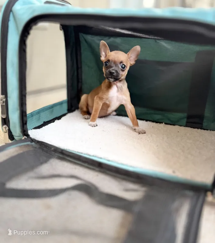 Reese – Chihuahua puppy for sale in Houston, TX