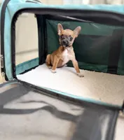 Reese, a male Chihuahua for sale in Houston, TX – 1 of 5