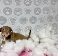 Mochi, a female Chihuahua for sale in Houston, TX – Photo 7 of 10