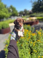 Mochi, a female Chihuahua for sale in Houston, TX – Photo 2 of 10