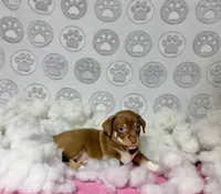Mochi, a female Chihuahua for sale in Houston, TX – Photo 8 of 10