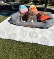 Mochi, a female Chihuahua for sale in Houston, TX – Photo 6 of 10