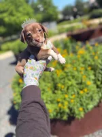 Mochi, a female Chihuahua for sale in Houston, TX – Photo 1 of 10