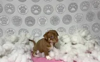 Mochi, a female Chihuahua for sale in Houston, TX – Photo 3 of 10