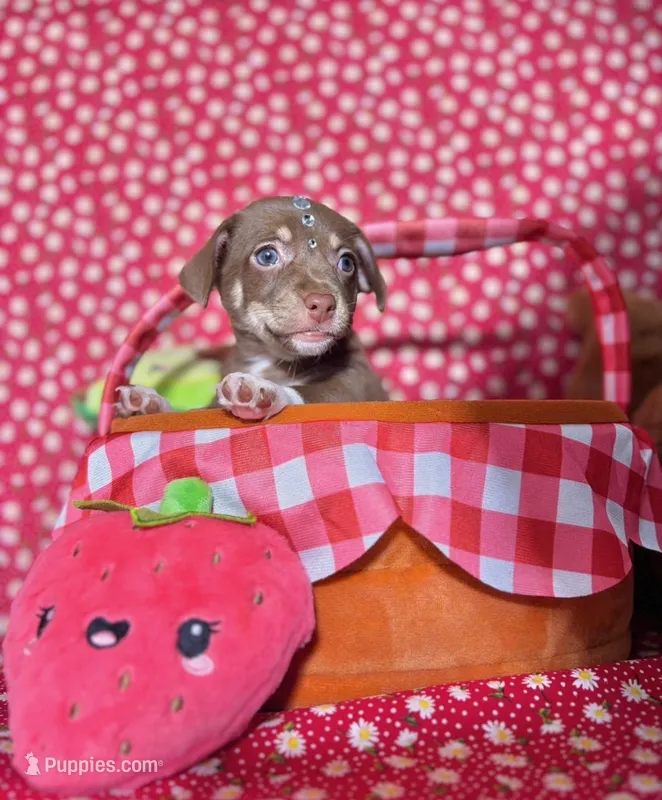 Mochi – Chihuahua puppy for sale in Houston, TX