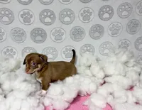 Mochi, a female Chihuahua for sale in Houston, TX – Photo 9 of 10
