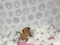 Mochi, a female Chihuahua for sale in Houston, TX – Photo 4 of 10