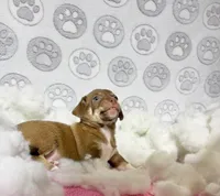 Mochi, a female Chihuahua for sale in Houston, TX – Photo 10 of 10