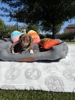 Mochi, a female Chihuahua for sale in Houston, TX – Photo 5 of 10