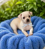 Lucky, a male Chihuahua for sale in Houston, TX – 2 of 2