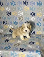 Bear, a male Maltipoo for sale in Houston, TX – 6 of 7
