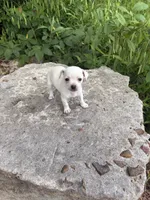 Polly, a female Chihuahua for sale in Houston, TX – 6 of 7