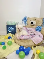 Mellow, a male Maltipoo for sale in Houston, TX – 3 of 9