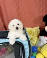 Ariel, a female Maltipoo for sale in Houston, TX – 2 of 7