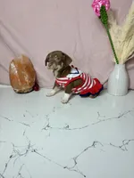 Bella, a female Chihuahua for sale in Houston, TX – 4 of 6