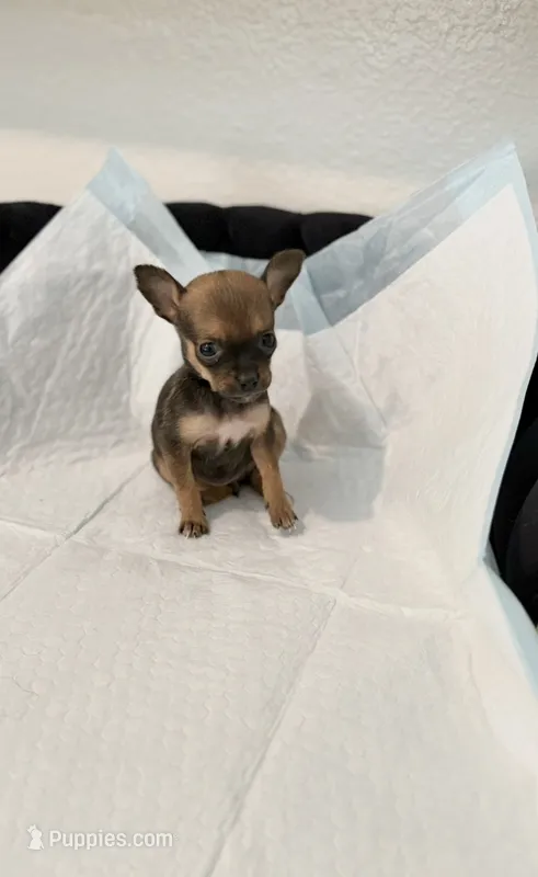 Trinity  – Chihuahua puppy for sale in Houston, TX