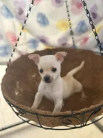 Charlie, a male Chihuahua for sale in Houston, TX – 1 of 7