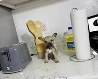 Jerry, a male Chihuahua for sale in Houston, TX – 3 of 5