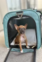 Reese, a male Chihuahua for sale in Houston, TX – 2 of 5