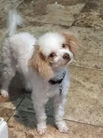 Porter, a male Poodle - Toy  for sale in Houston, TX – Photo 2 of 2