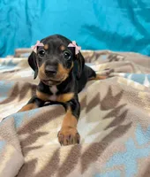 Nami, a female Miniature Dachshund for sale in Houston, TX – 4 of 7